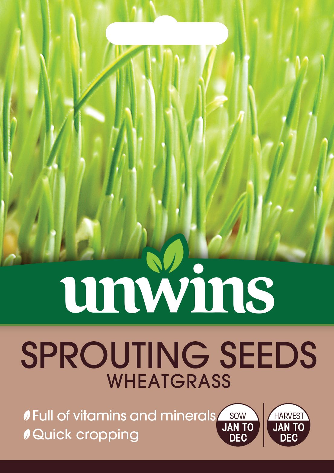 Sprouting Seeds Wheatgrass