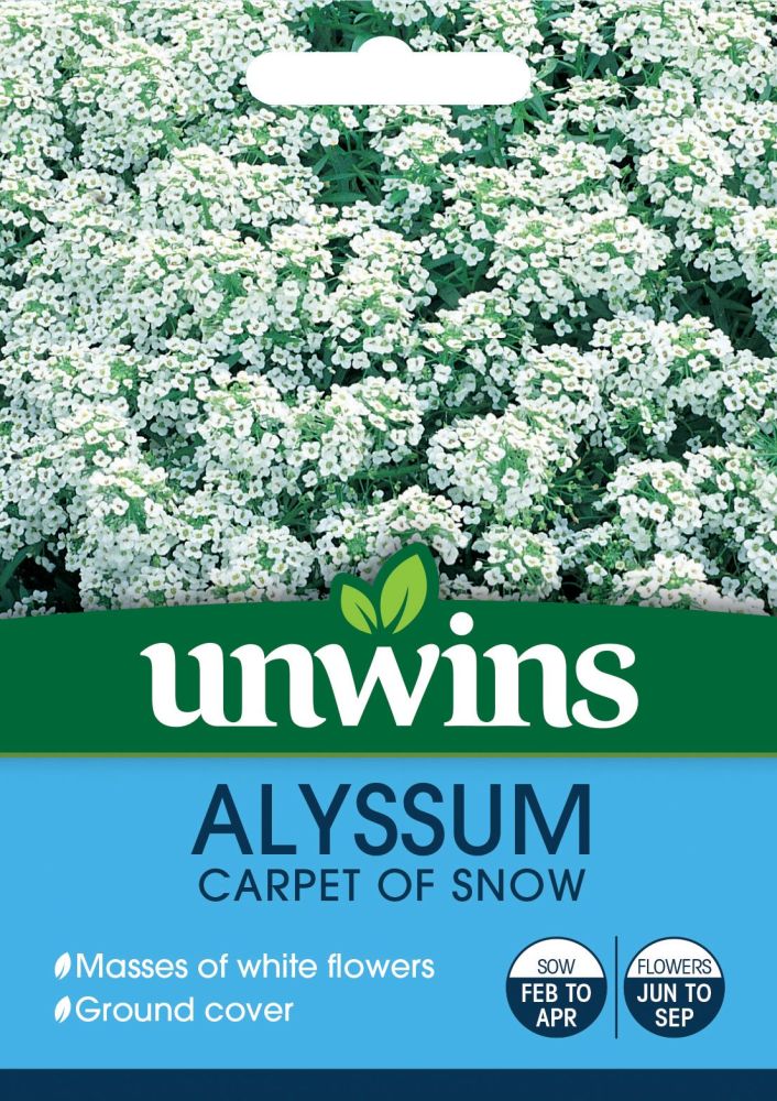 Alyssum Carpet of Snow