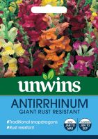 Antirrhinum Giant Rust Resistant