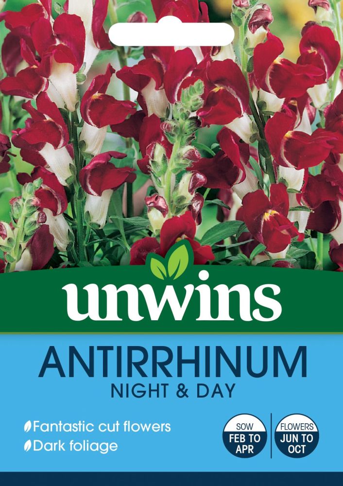 Antirrhinum Night & Day