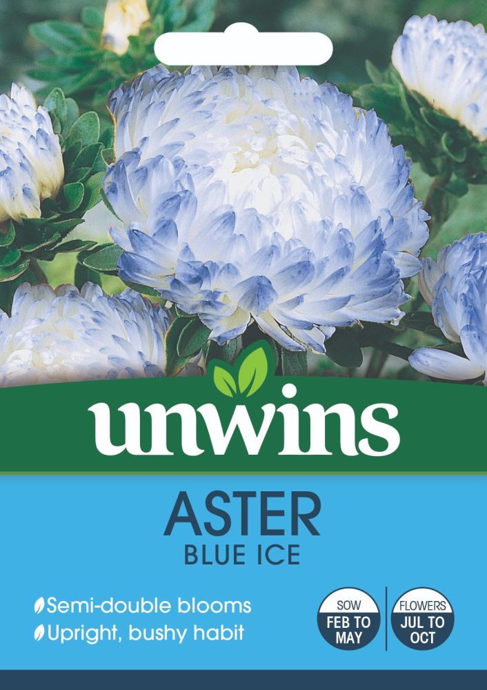 Aster Blue Ice