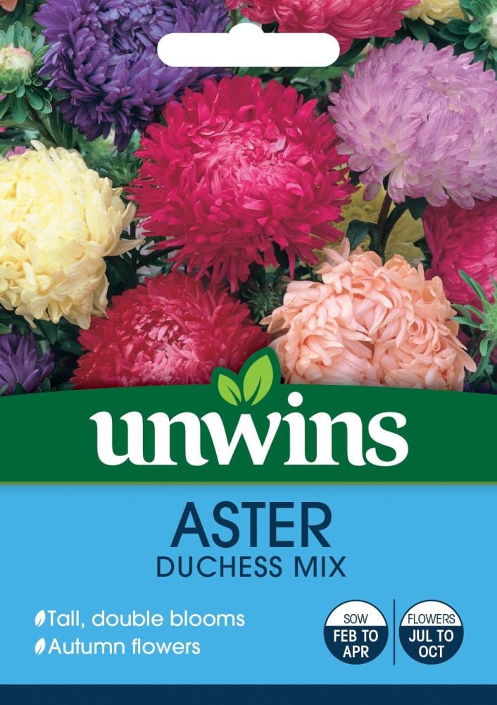 Aster Duchess Mix