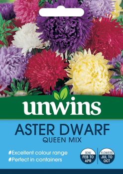 Aster Dwarf Queen Mix