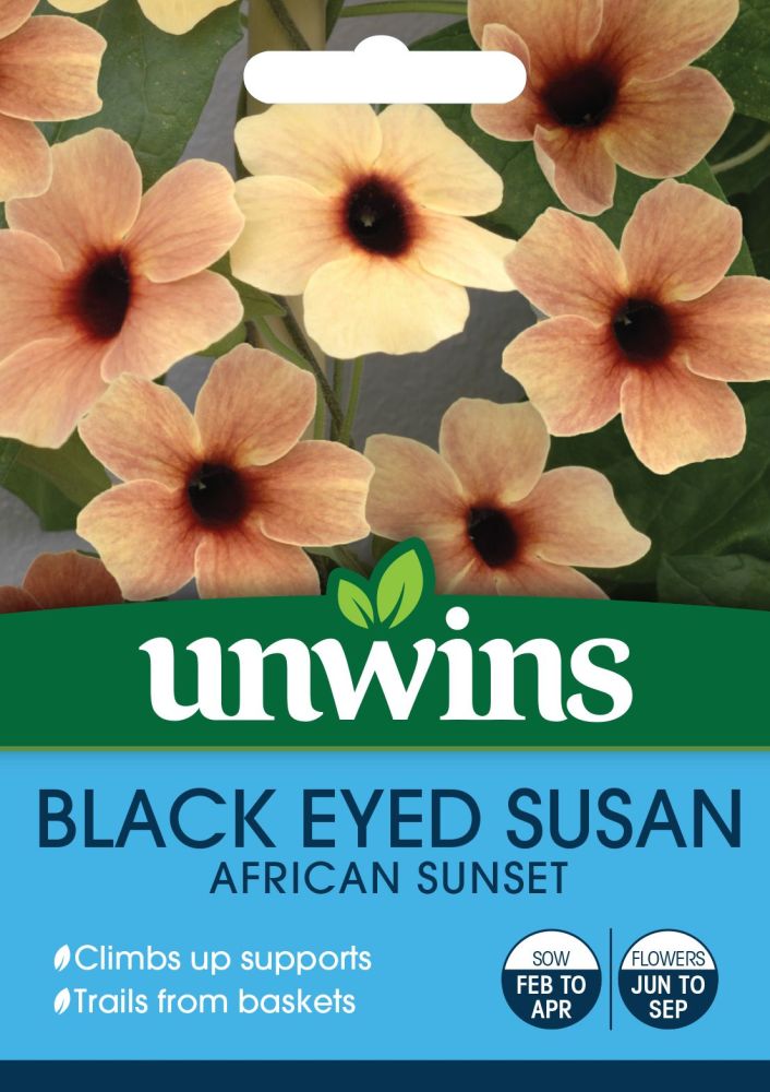 Black Eyed Susan African Sunset