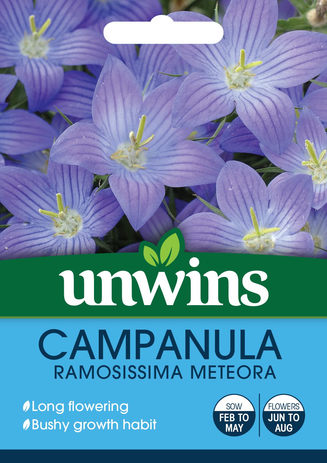 Campanula Ramosissima Meteora