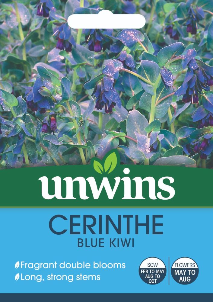 Cerinthe Blue Kiwi