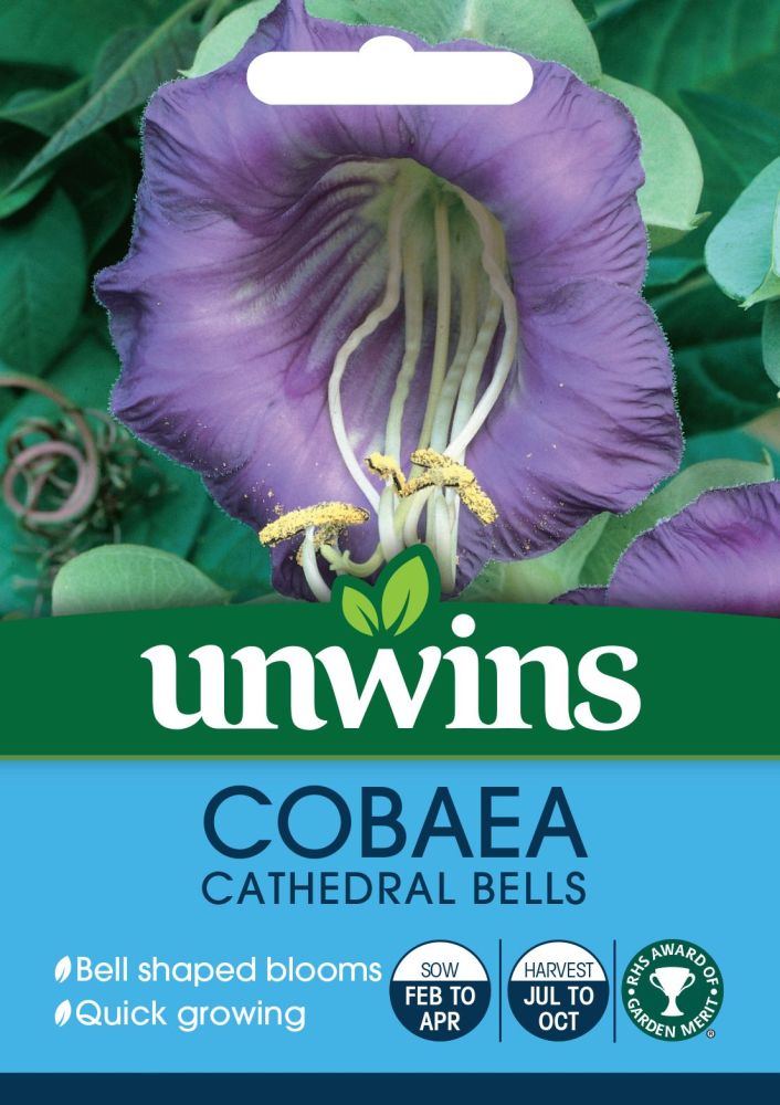 Cobaea Cathedral Bells