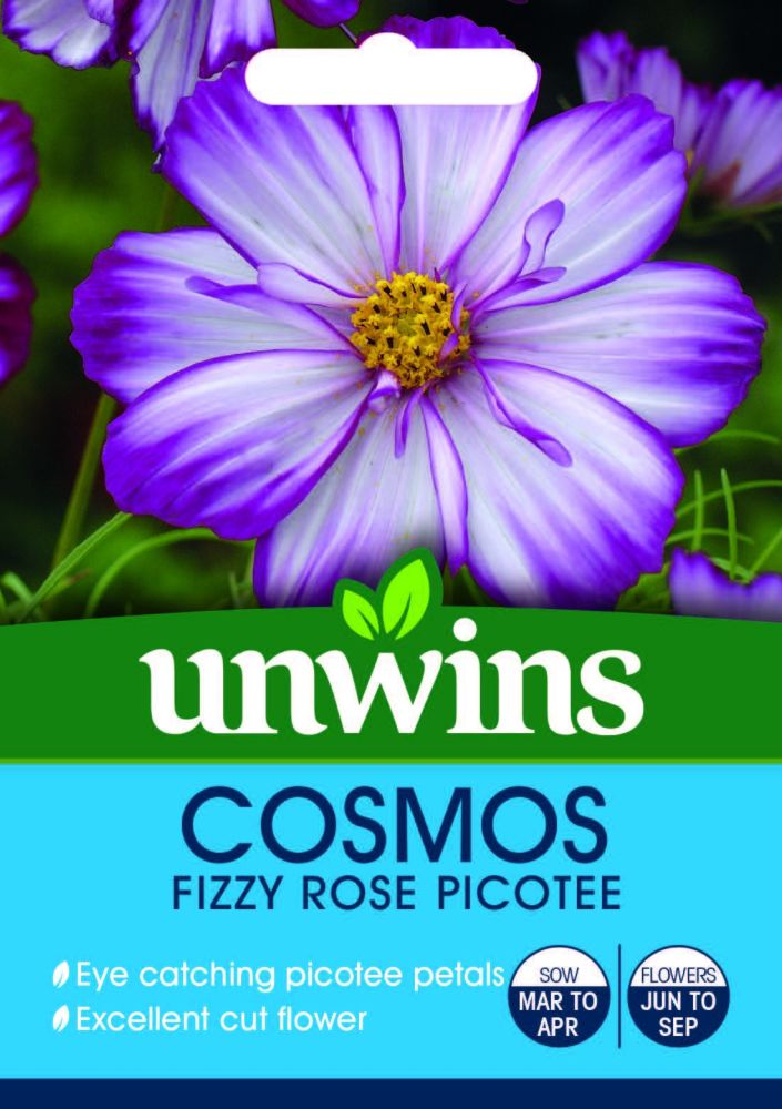 Cosmos Fizzy Rose Picotee