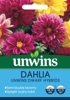 Dahlia Unwins Dwarf Hybrids