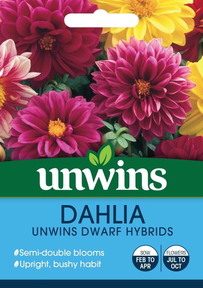 Dahlia Unwins Dwarf Hybrids