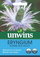 Eryngium Alpine Sea Holly