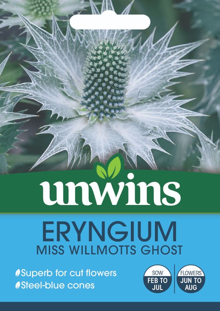 Eryngium Miss Willmott's Ghost