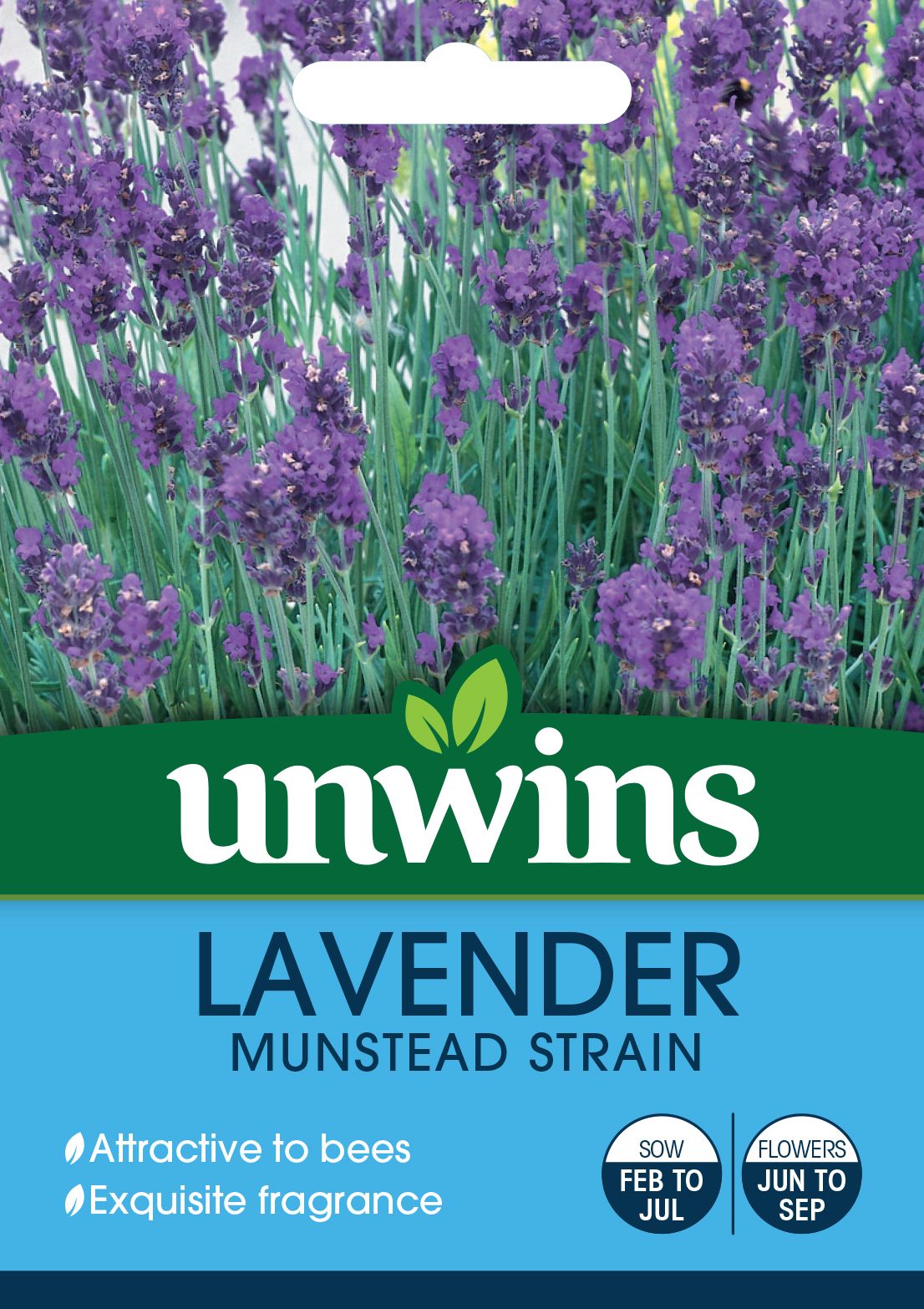 Lavender Munstead Strain