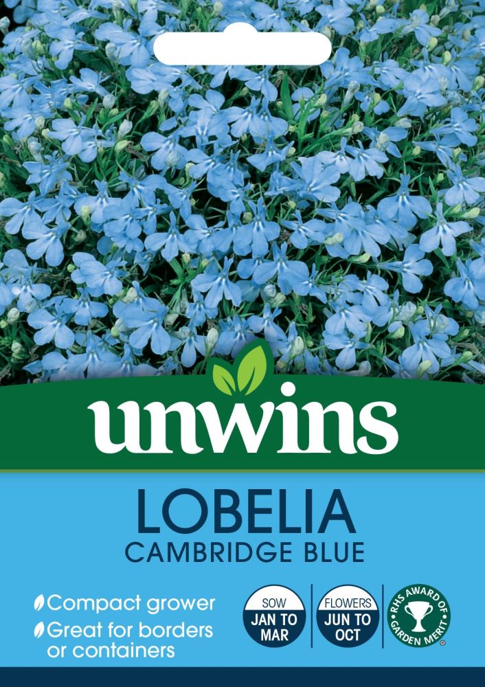 Lobelia Cambridge Blue (Bush)