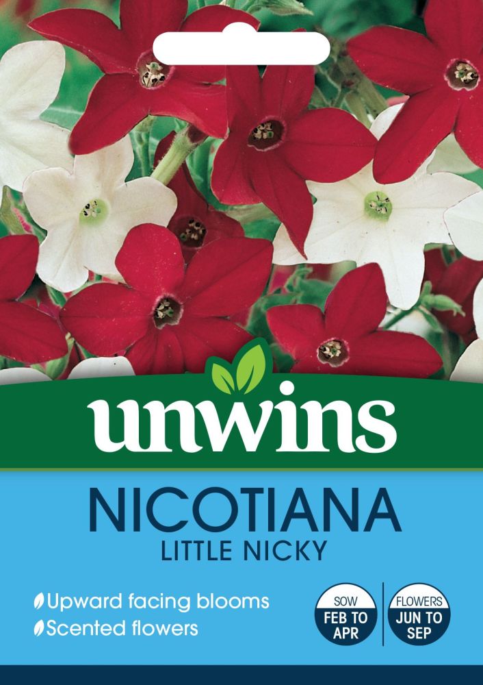 Nicotiana Little Nicky