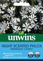 Night Phlox Midnight Candy