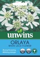 Orlaya White Lace Flower