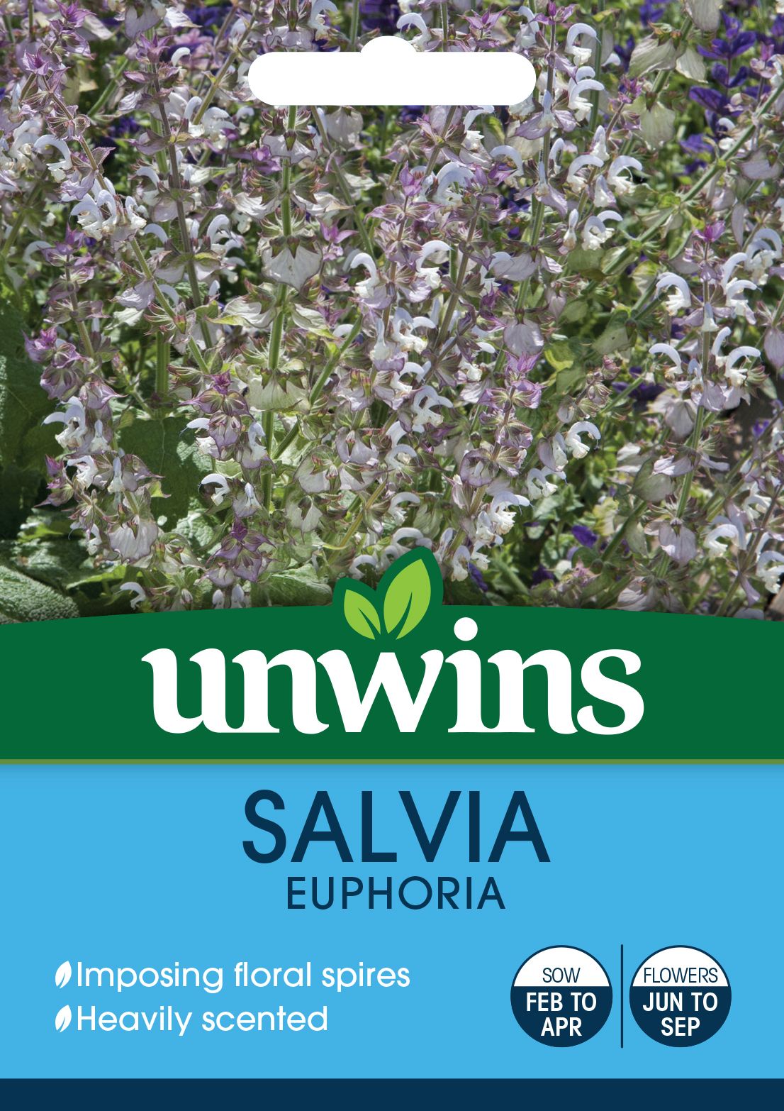 Salvia Euphoria