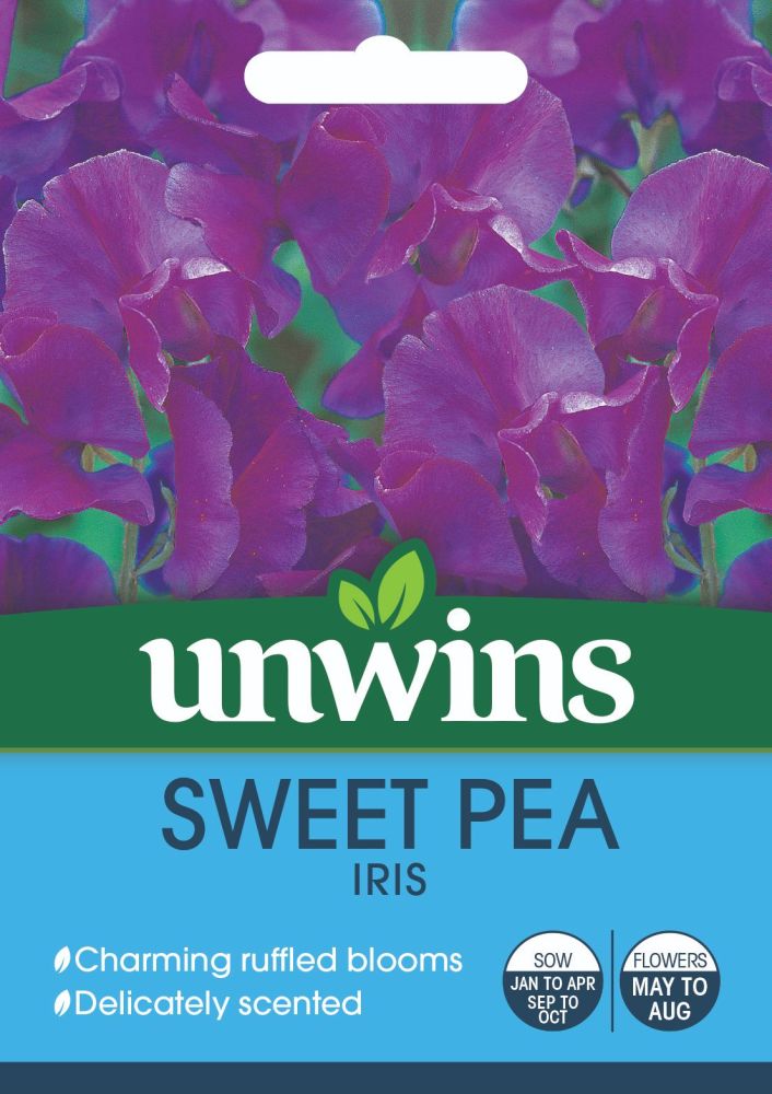 Sweet Pea Iris