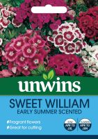 Sweet William Early Summer Scented