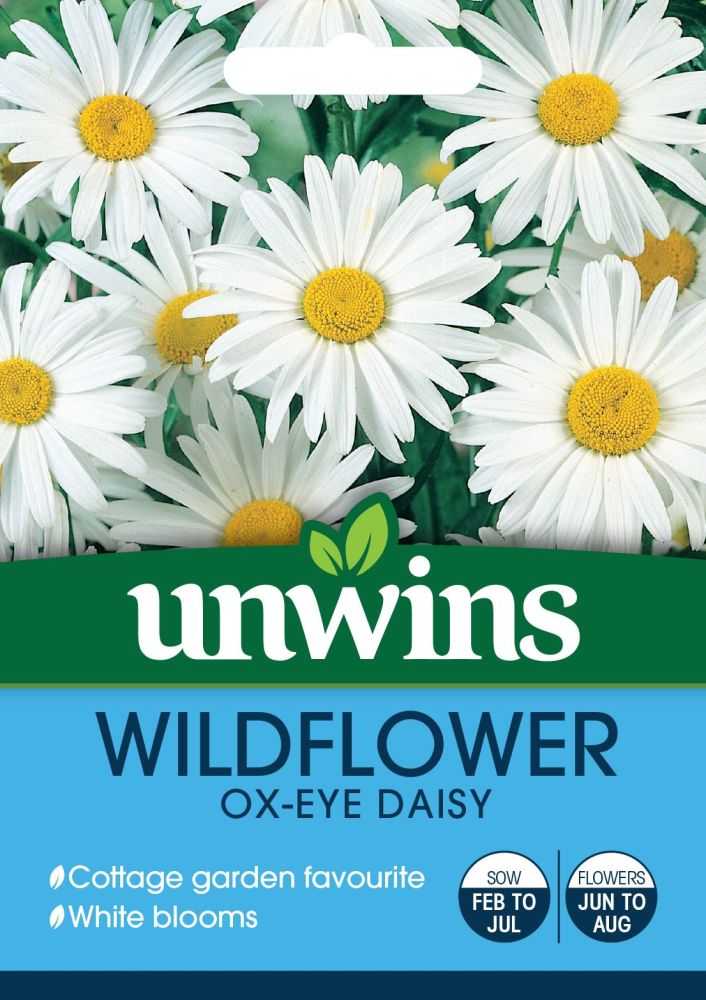 Wildflower Ox-Eye Daisy