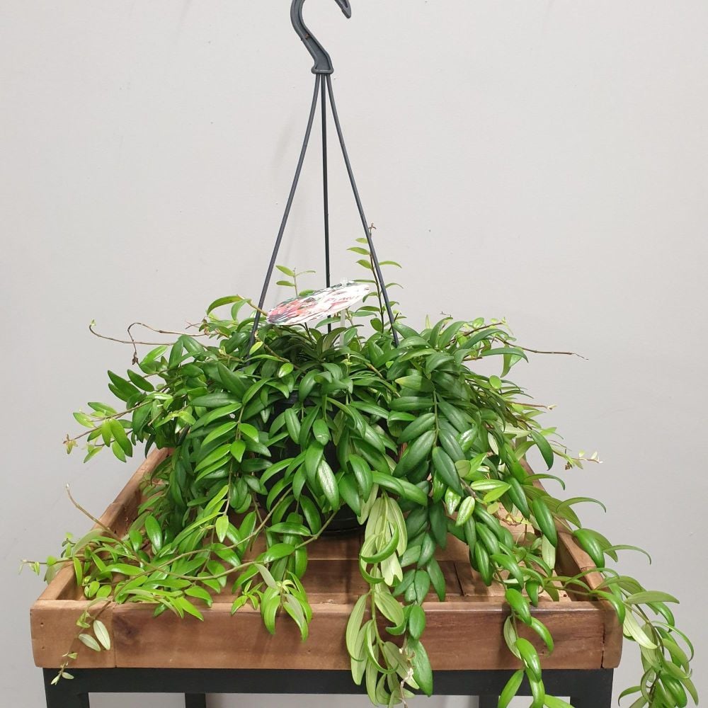 Aeschynanthus Japhrolepis - Hanging pot