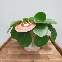 Pilea pepromioides  CHINESE MONEY PLANT