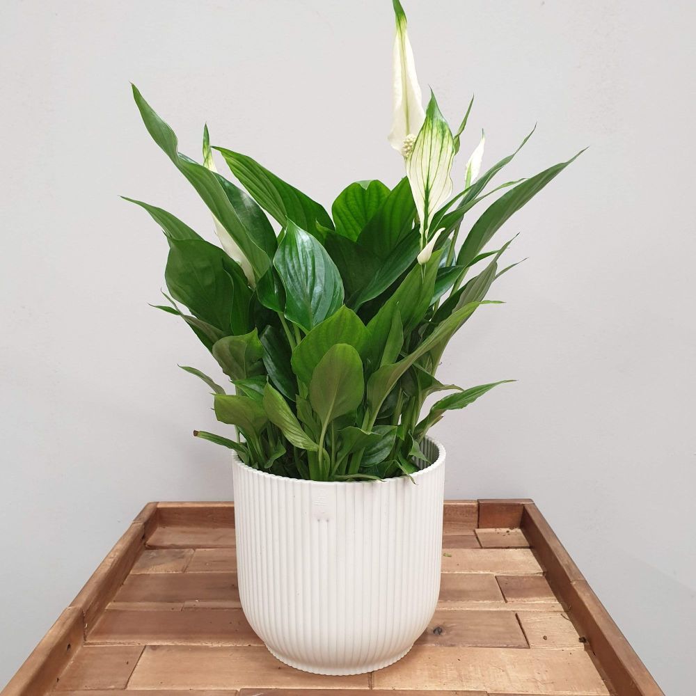 Spathiphyllum sweet chico PEACE LILY