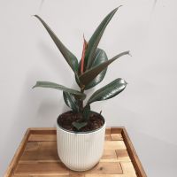 FICUS ELASTICA ROBUSTA