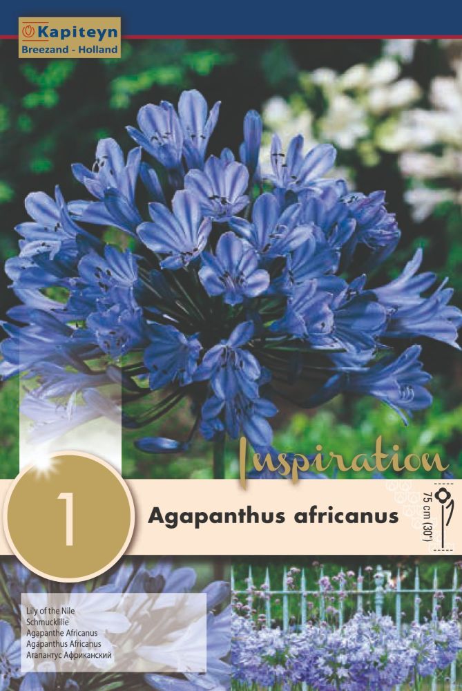 Afapanthus Africanus - 1 Bulb