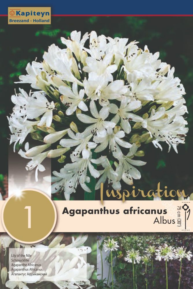 Agapanthus Albus - 1 Bulb