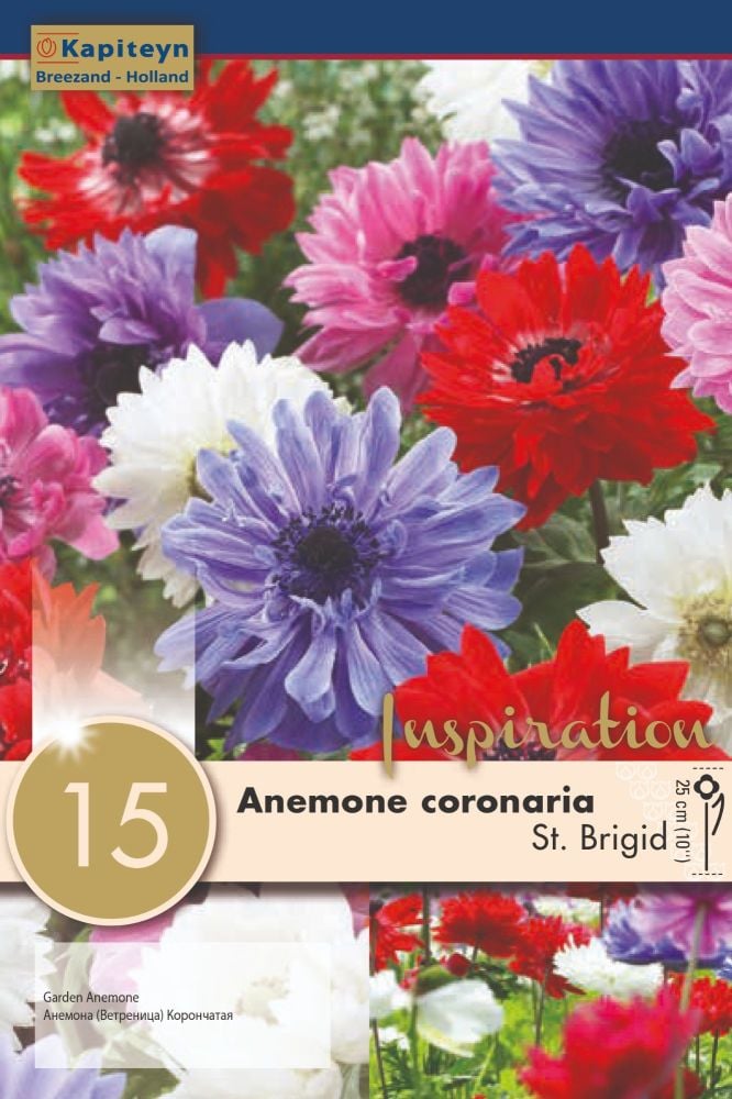 Anemone St Brigid - 15 bulbs