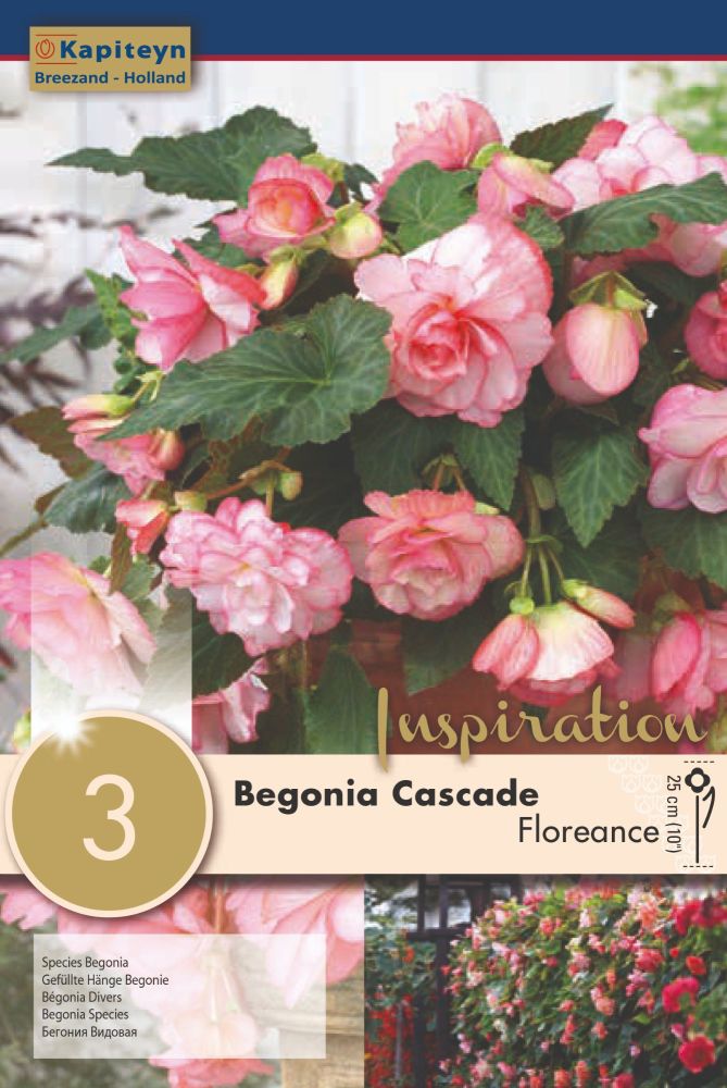 Begonia Cascade Florence - 3 Bulbs