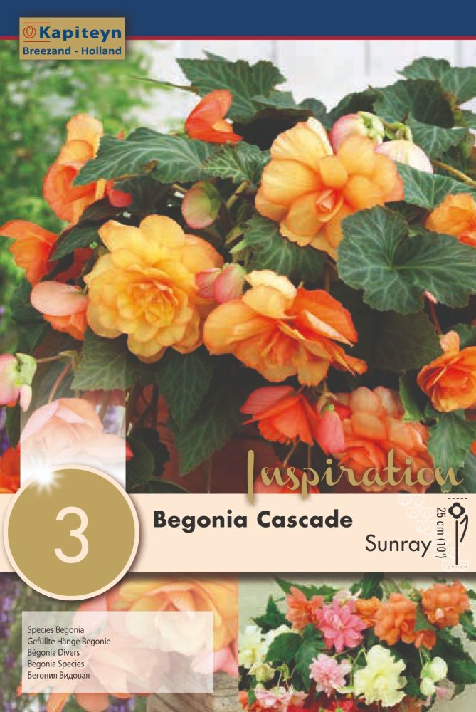 Begonia Cascade Sunray - 3 Bulbs