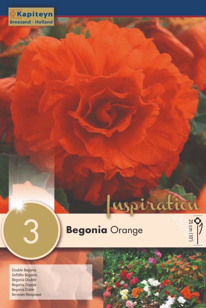 Begonia Double Orange - 3 Bulbs