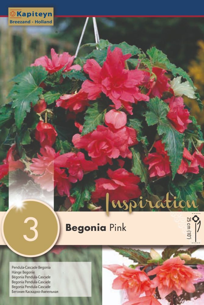 Begonia Pendula Cascade Pink - 3 Bulbs
