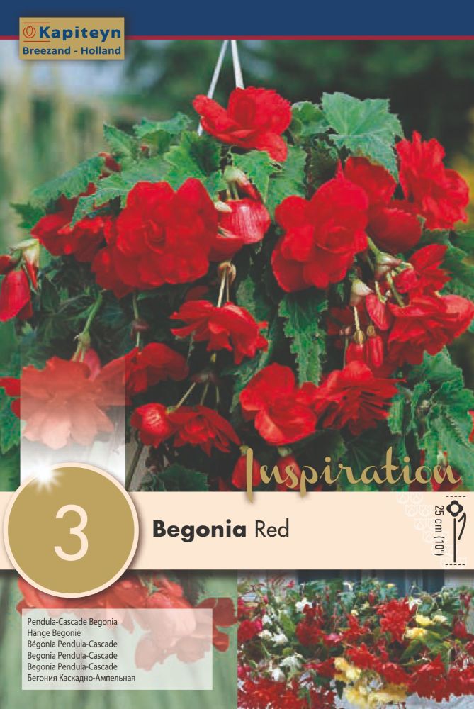 Begonia Pendula Cascade Red - 3 Bulbs