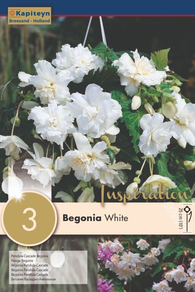 BEGONIA PENDULA CASCADE WHITE