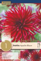 Dahlia Apache Blauw