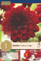 Dahlia Arabian Night - 1 Bulb