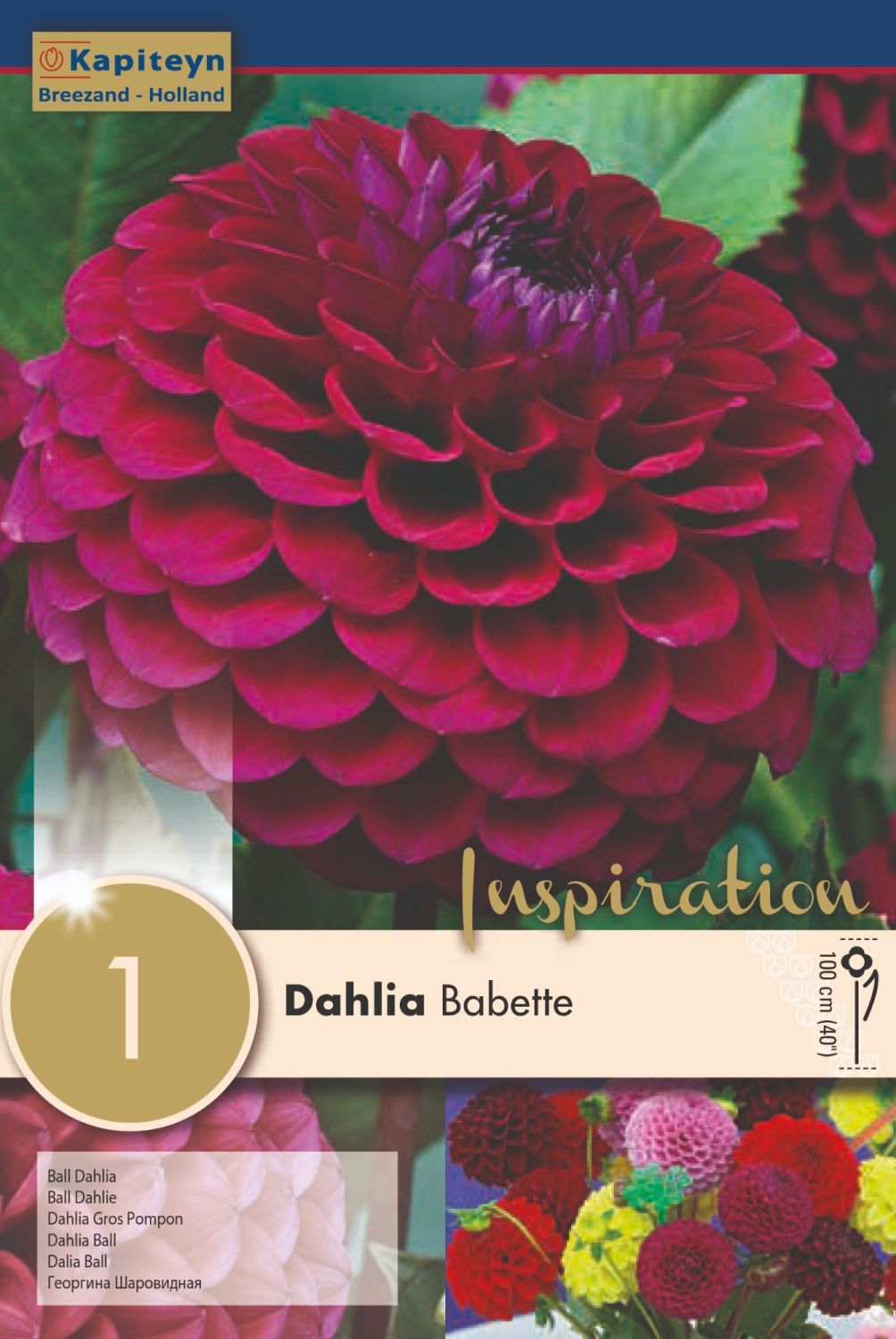 DAHLIA BABETTE