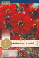 Dahlia Bishop of LLandaff - 1 Bulb