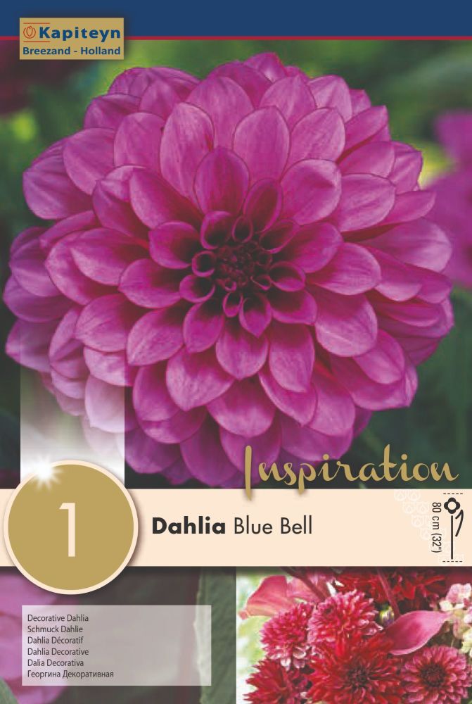 Dahlia Blue Bell