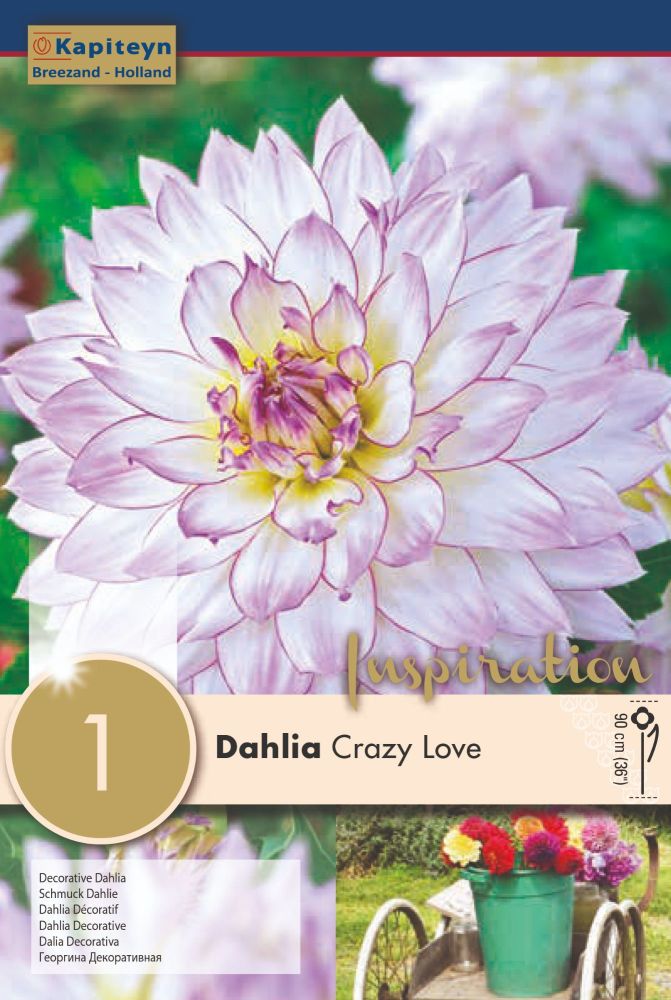 Dahlia Crazy Love - 1 Bulb