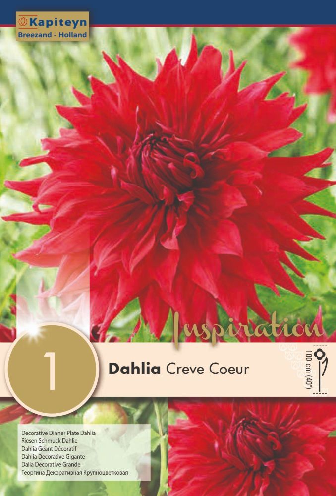 Dahlia Creve Coeur 1 Bulb