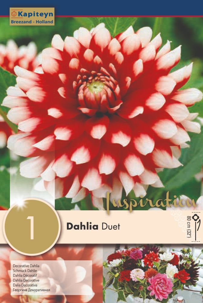 Dahlia Duet - 1 Bulb