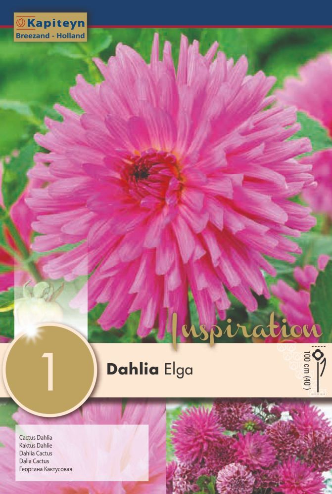 Dahlia Elga - 1 Bulb
