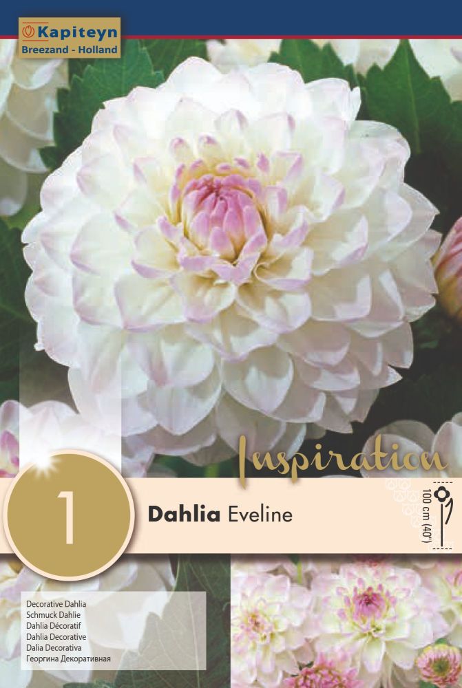 Dahlia Eveline - 1 Bulb