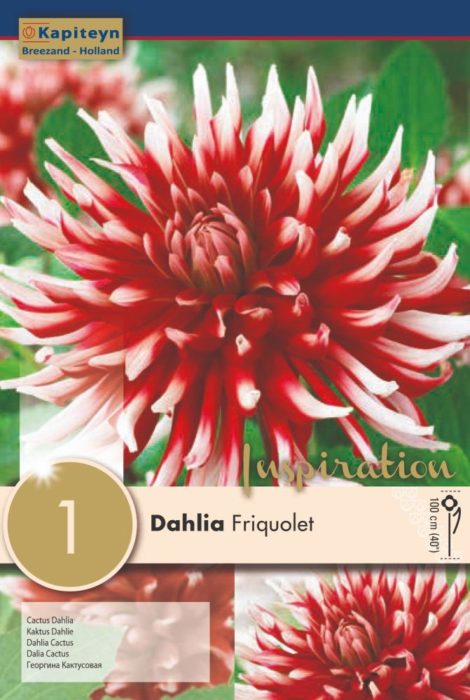 Dahlia Friquolet - 1 Bulb