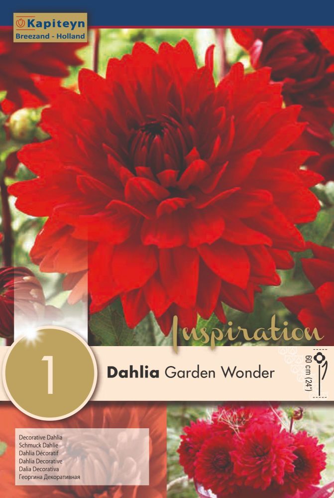 Dahlia Garden Wonder - 1 Bulb